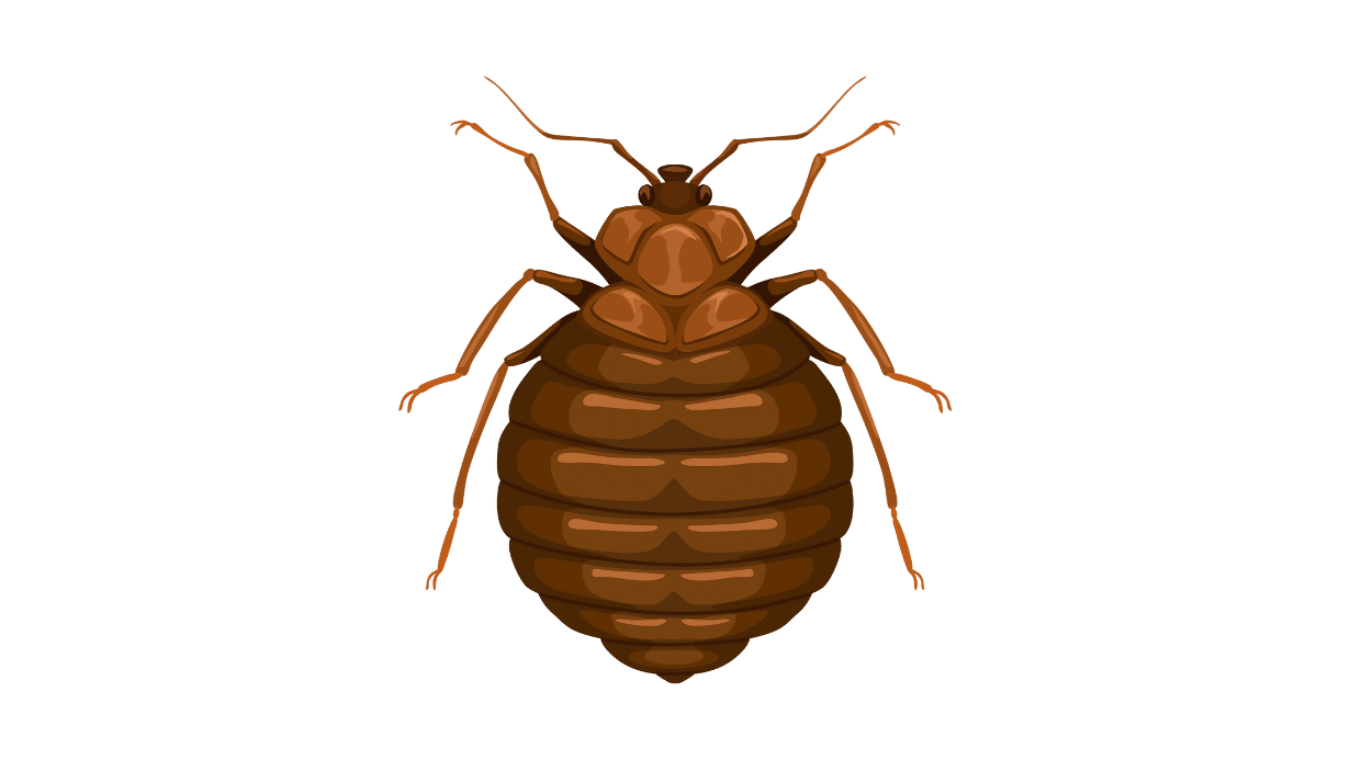 bed bug illustration, can bed bugs get into hard shell luggage?